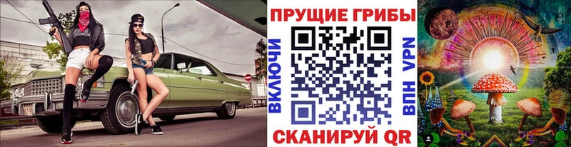 Галлюциногенные грибы Psilocybe  как найти   Кадников 